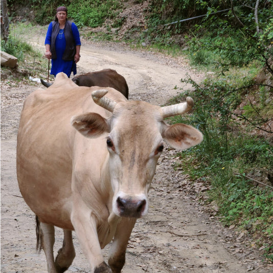 Gauri Cow Milk: The Nutritional Treasure of Himachal Pradesh