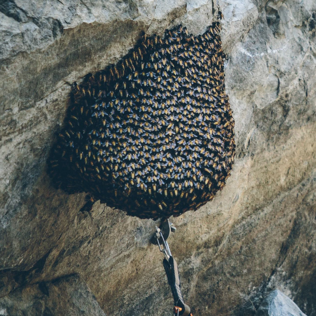 Nagaland Beekeeping: An Adventurous Journey into the Heart of Nature with Rock Bees