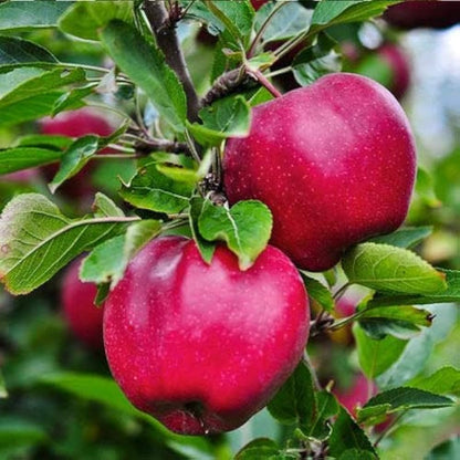 Sweet Royal Apples 9000ft above sea level from Maraog Valley - Pundar Pride