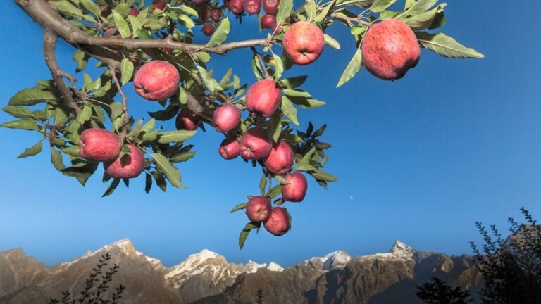 Sweet Royal Apples 9000ft above sea level from Maraog Valley - Pundar Pride